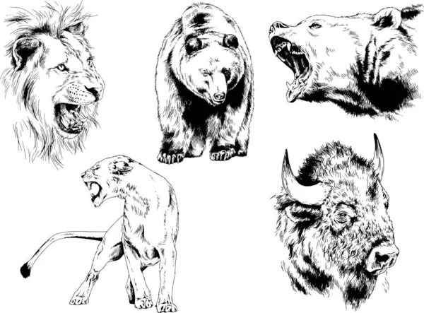 Conjunto Desenhos Vetoriais Vários Animais Predadores Herbívoros Esboços Desenhados Mão —  Vetores de Stock