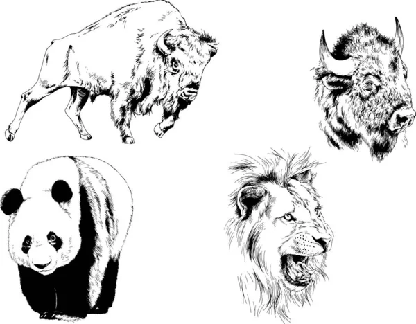 Set Vector Drawings Various Animals Predators Herbivores Hand Drawn Sketches — Stock Vector