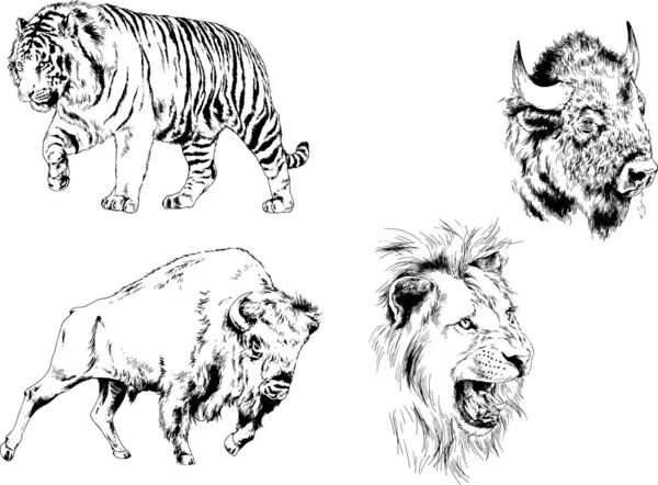 Conjunto Dibujos Vectoriales Varios Animales Depredadores Herbívoros Bocetos Dibujados Mano — Archivo Imágenes Vectoriales