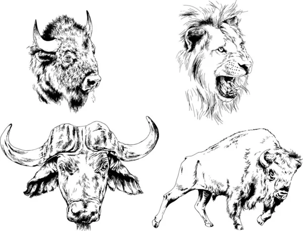 Set Vector Drawings Various Animals Predators Herbivores Hand Drawn Sketches — Stock Vector