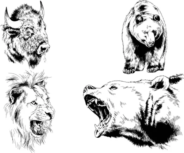 Çeşitli hayvanların vektör çizimleri, yırtıcılar ve otçullar, elle çizilmiş çizimler, dövmeler.