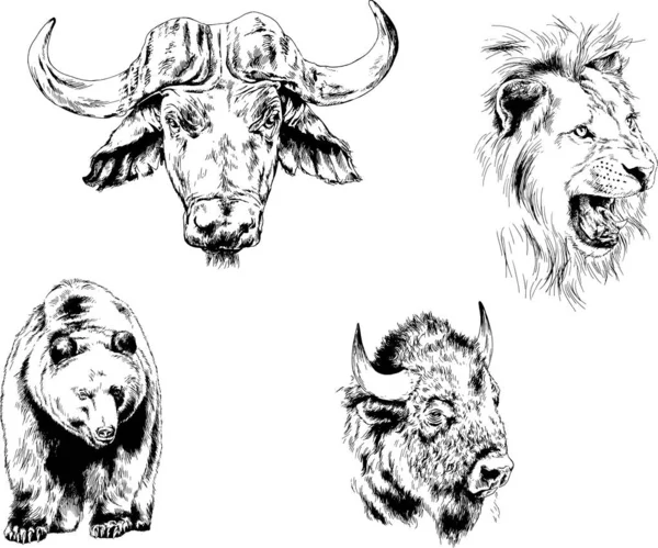 各种动物 掠食者和食草动物的一组矢量绘图 手绘草图 — 图库矢量图片