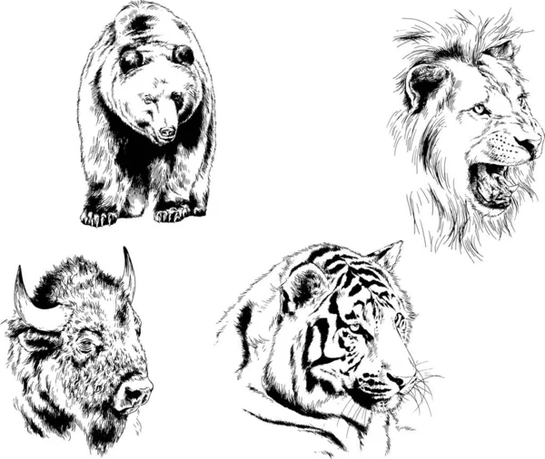 Set Vector Drawings Various Animals Predators Herbivores Hand Drawn Sketches — Stock Vector