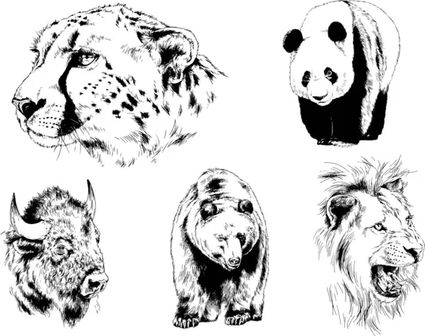 Conjunto Dibujos Vectoriales Varios Animales Depredadores Herbívoros Bocetos Dibujados Mano — Archivo Imágenes Vectoriales