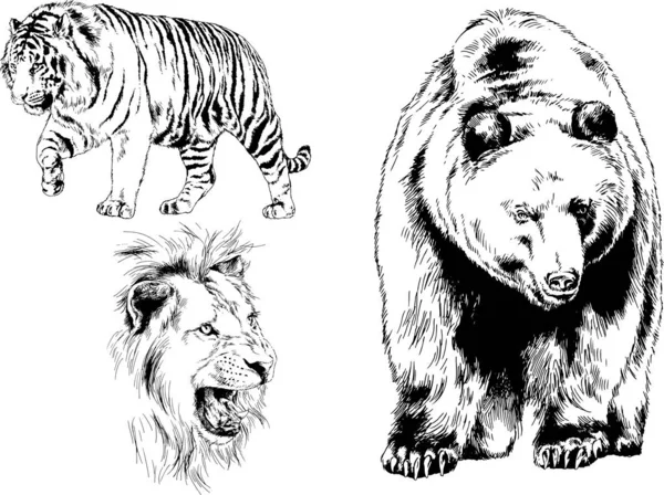 Conjunto Dibujos Vectoriales Varios Animales Depredadores Herbívoros Bocetos Dibujados Mano — Archivo Imágenes Vectoriales