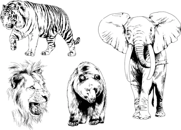 Jeu Dessins Vectoriels Divers Animaux Prédateurs Herbivores Croquis Dessinés Main — Image vectorielle