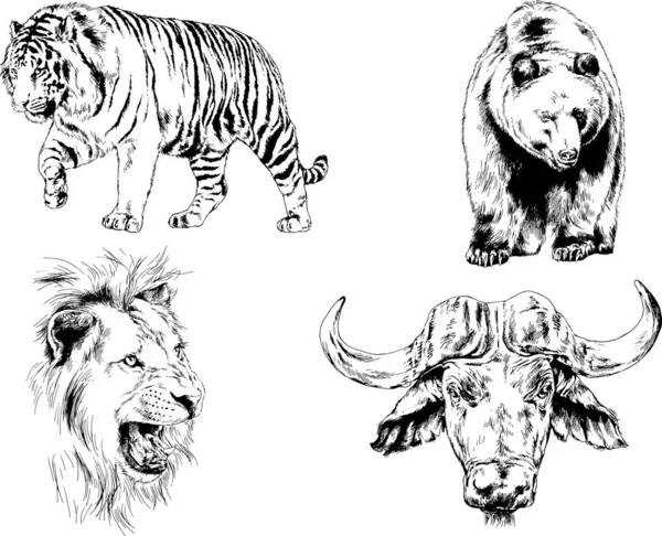 Set Vector Drawings Various Animals Predators Herbivores Hand Drawn Sketches — Stock Vector