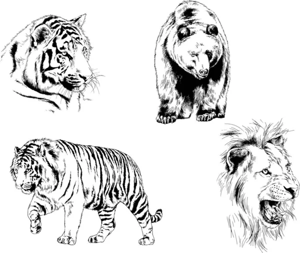 Set Vector Drawings Various Animals Predators Herbivores Hand Drawn Sketches — Stock Vector