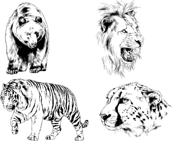 Set Vector Drawings Various Animals Predators Herbivores Hand Drawn Sketches — Stock Vector