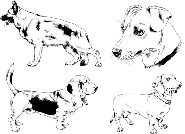 Dessins Vectoriels Croquis Chiens Pedigree Dans Les Supports Dessinés Encre — Image vectorielle