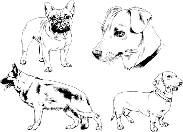 Vector Drawings Sketches Pedigree Dogs Racks Drawn Ink Hand Objects — Stock Vector