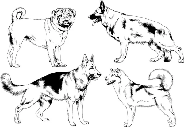 Disegni Vettoriali Schizzi Cani Pedigree Nei Rack Disegnati Inchiostro Mano — Vettoriale Stock