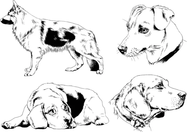 Dessins Vectoriels Croquis Chiens Pedigree Dans Les Supports Dessinés Encre — Image vectorielle