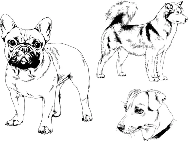 Dessins Vectoriels Croquis Chiens Pedigree Dans Les Supports Dessinés Encre — Image vectorielle