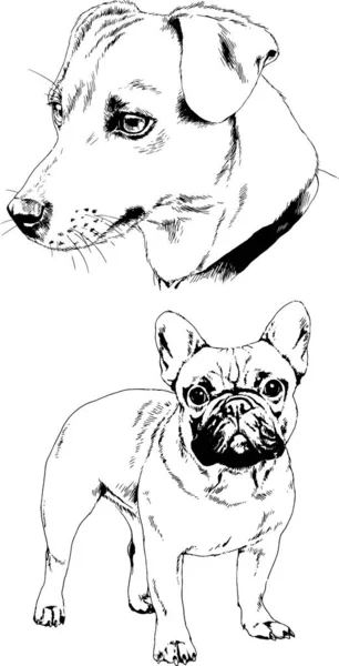 Desenhos Vetoriais Esboça Cães Pedigree Nas Prateleiras Desenhadas Tinta Mão — Vetor de Stock