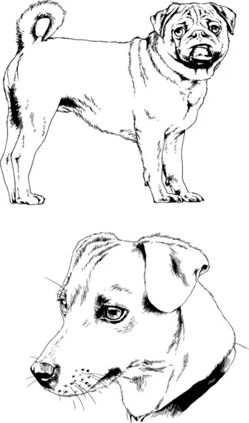 Dibujos Vectoriales Bocetos Pedigrí Perros Los Bastidores Dibujados Tinta Mano — Vector de stock