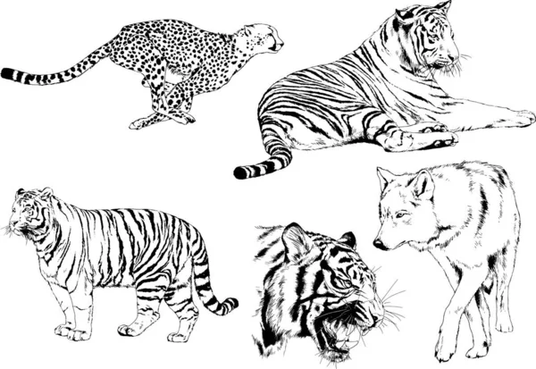 Çeşitli Hayvanların Vektör Çizimleri Yırtıcılar Otçullar Elle Çizilmiş Çizimler Dövmeler — Stok Vektör