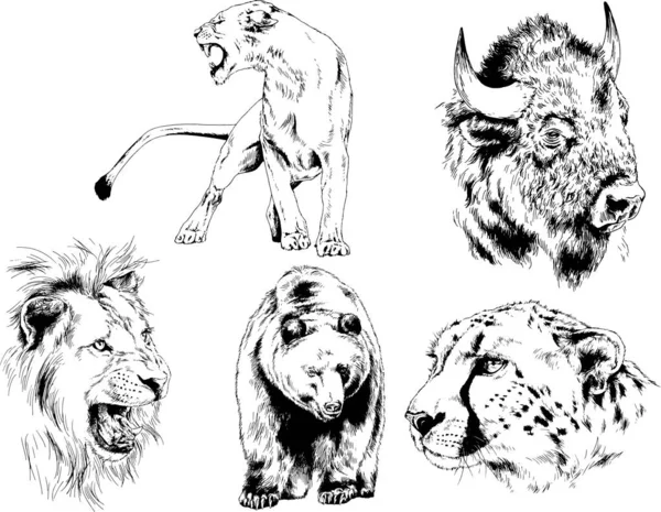 Lion draw realistic Vector Art Stock Images | Depositphotos