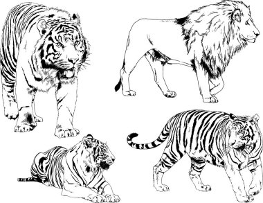 vektör çizimler yırtıcı kedi tema üzerinde el ile mürekkep dövme logoları ile çizilir ayarla