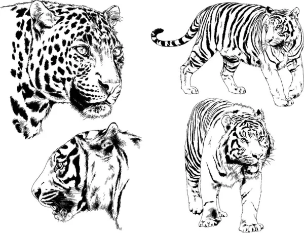 Set Vector Drawings Theme Predators Cats Drawn Hand Ink Tattoo — Stock Vector