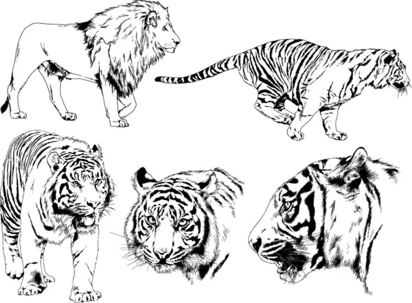 Conjunto Desenhos Vetoriais Sobre Tema Gatos Predadores São Desenhados Mão —  Vetores de Stock
