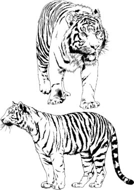 vektör çizimler yırtıcı kedi tema üzerinde el ile mürekkep dövme logoları ile çizilir ayarla