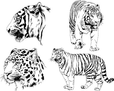 vektör çizimler yırtıcı kedi tema üzerinde el ile mürekkep dövme logoları ile çizilir ayarla