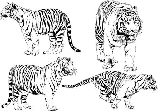 Conjunto Desenhos Vetoriais Sobre Tema Gatos Predadores São Desenhados Mão — Vetor de Stock