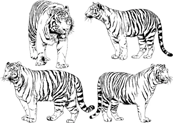 Zestaw Wektora Rysunki Temat Kotów Drapieżniki Rysowane Ręcznie Logo Tatuaż — Wektor stockowy