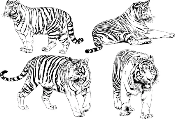 Sada Vektorových Kreseb Téma Dravci Kočky Jsou Ručně Nakreslen Inkoust — Stockový vektor
