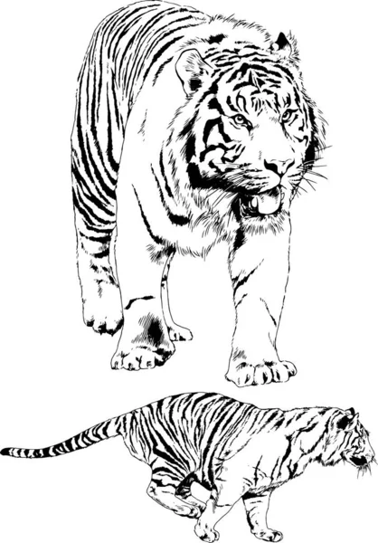 捕食者の猫をテーマにドローイング インクのタトゥーのロゴと手による描きベクトルのセットします — ストックベクタ