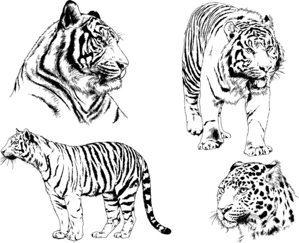 Set Vector Drawings Theme Predators Cats Drawn Hand Ink Tattoo — Stock Vector