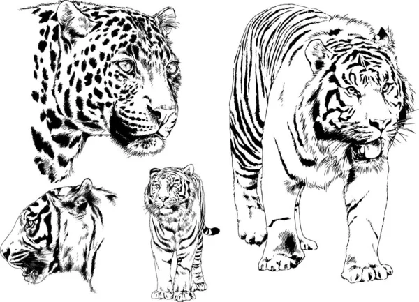 Serie Disegni Vettoriali Sul Tema Dei Predatori Gatti Sono Disegnati — Vettoriale Stock