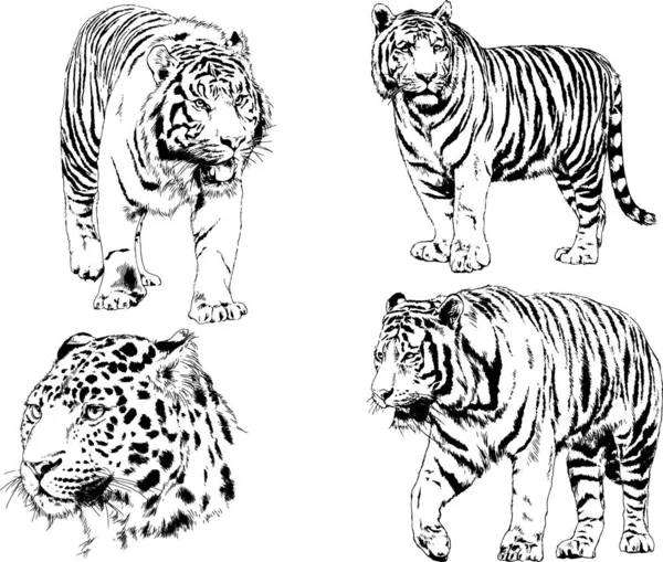 Набір Векторних Малюнків Тему Хижаків Коти Намальовані Вручну Логотипами Татуювання — стоковий вектор