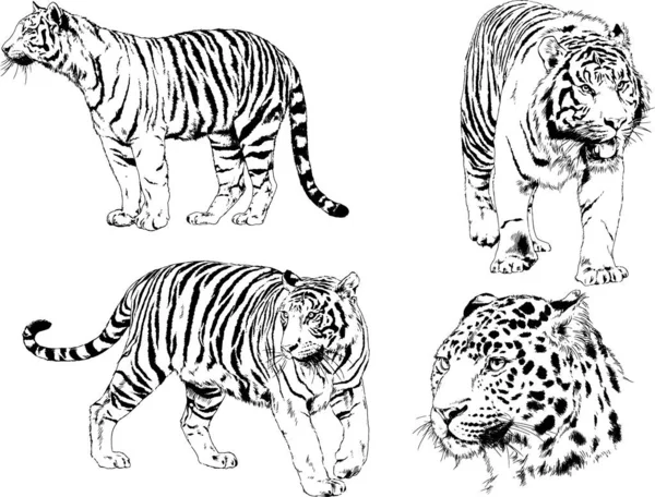 Serie Disegni Vettoriali Sul Tema Dei Predatori Gatti Sono Disegnati — Vettoriale Stock