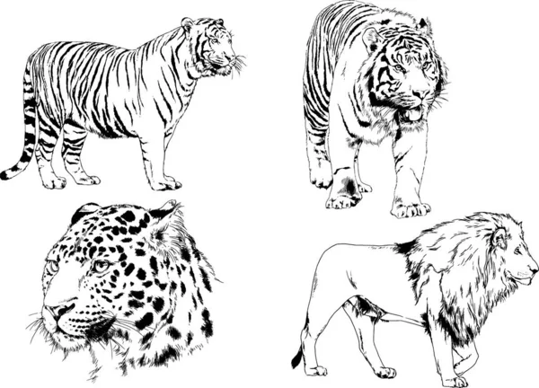 捕食者の猫をテーマにドローイング インクのタトゥーのロゴと手による描きベクトルのセットします — ストックベクタ