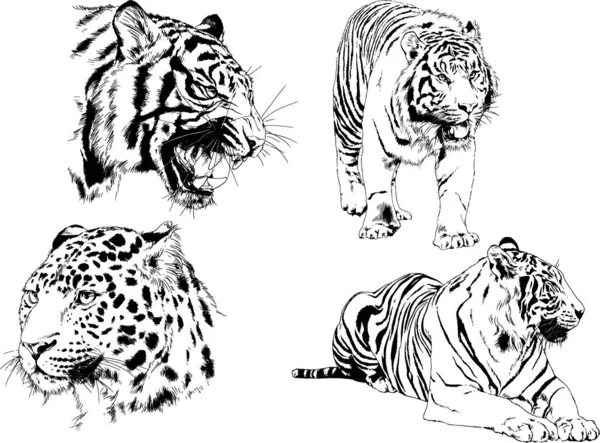 Vektoros Rajzokat Téma Ragadozók Macskák Kézzel Készült Ink Tattoo Logók — Stock Vector