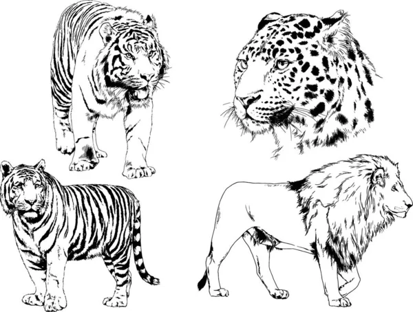 Set Vector Drawings Theme Predators Cats Drawn Hand Ink Tattoo — Stock Vector