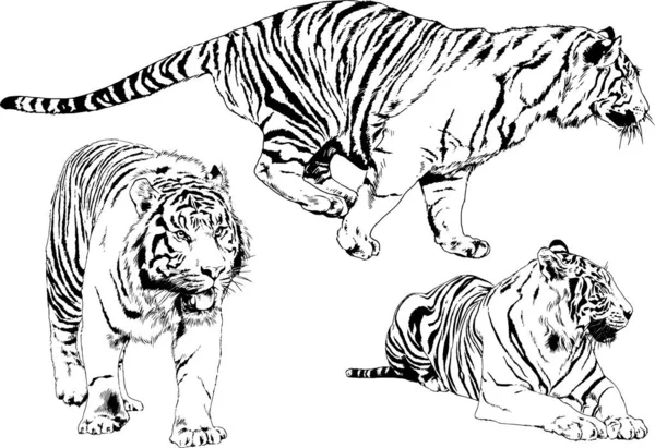 Conjunto Dibujos Vectoriales Sobre Tema Los Depredadores Gatos Dibujan Mano — Archivo Imágenes Vectoriales