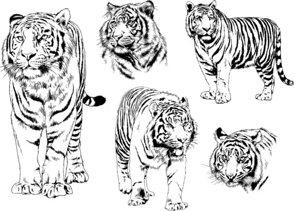 Serie Disegni Vettoriali Sul Tema Dei Predatori Gatti Sono Disegnati — Vettoriale Stock