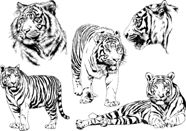 Serie Disegni Vettoriali Sul Tema Dei Predatori Gatti Sono Disegnati — Vettoriale Stock