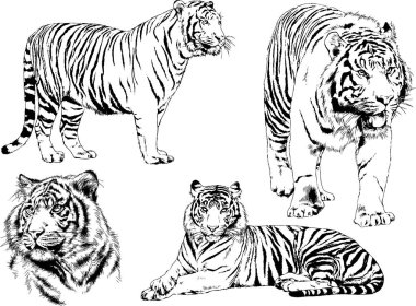 vektör çizimler yırtıcı kedi tema üzerinde el ile mürekkep dövme logoları ile çizilir ayarla