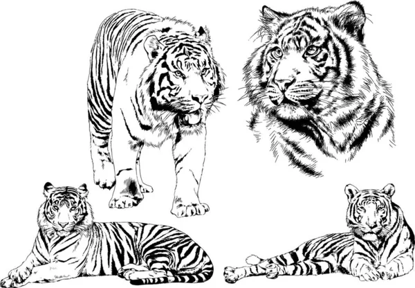 Conjunto Dibujos Vectoriales Sobre Tema Los Depredadores Gatos Dibujan Mano — Vector de stock