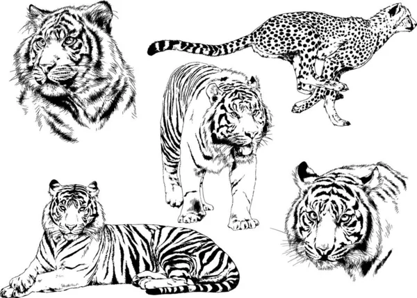 Vektör Çizimler Yırtıcı Kedi Tema Üzerinde Ile Mürekkep Dövme Logoları — Stok Vektör