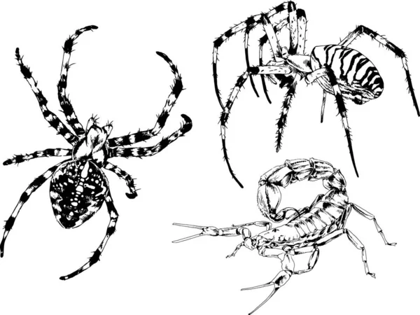 Desenhos Vetoriais Esboços Diferentes Insetos Insetos Escorpiões Aranhas Desenhadas Tinta —  Vetores de Stock