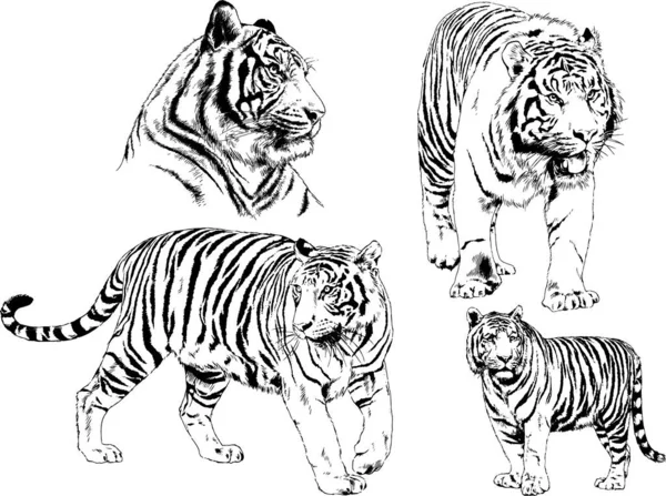 Set Gambar Vektor Pada Tema Predator Harimau Digambar Dengan Tangan - Stok Vektor