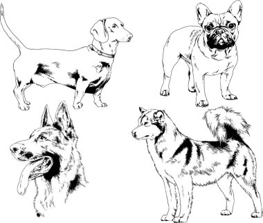 vektör çizim cins köpekler mürekkeple elle çizilmiş raflar içinde skeçler, arka plan ile obje