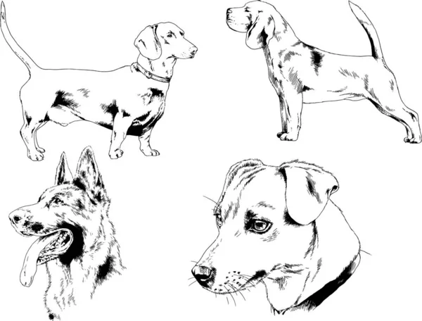 Vectortekeningen Schetst Stamboom Honden Rekken Met Hand Getekend Inkt Objecten — Stockvector