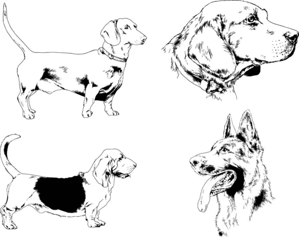 矢量绘图在用墨水绘制的衣架上的系谱犬 没有背景的对象 — 图库矢量图片