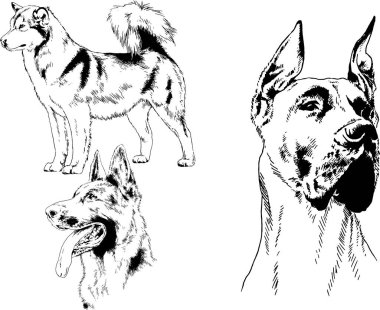vektör çizim cins köpekler mürekkeple elle çizilmiş raflar içinde skeçler, arka plan ile obje